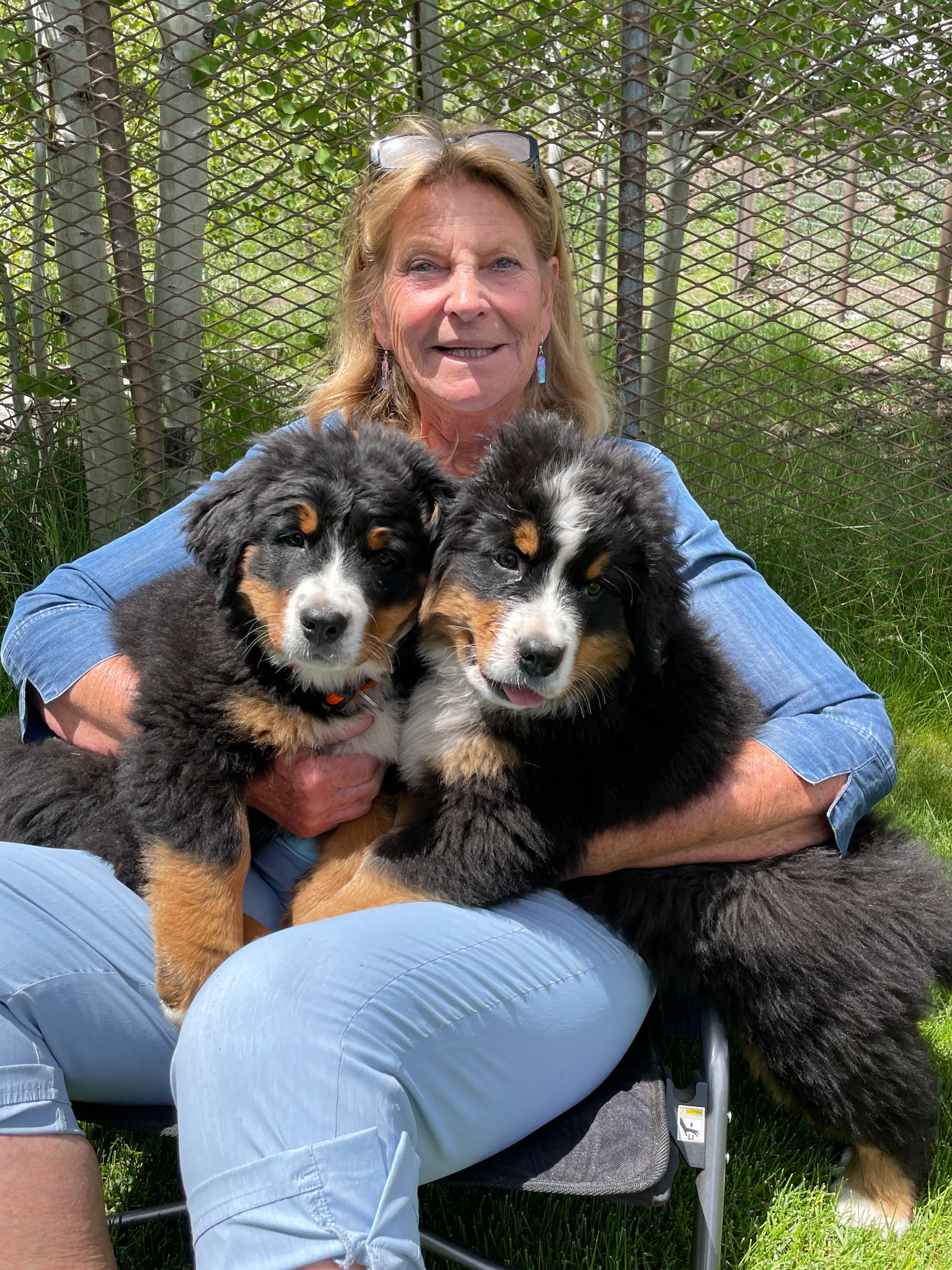 PriscillA and puppies BERNESE MOUNTAIN DOG BREEDERS WESTERN USA